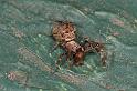 Uloborus_congregabilis_D7102_Z_90_Camping near sewage_Australie